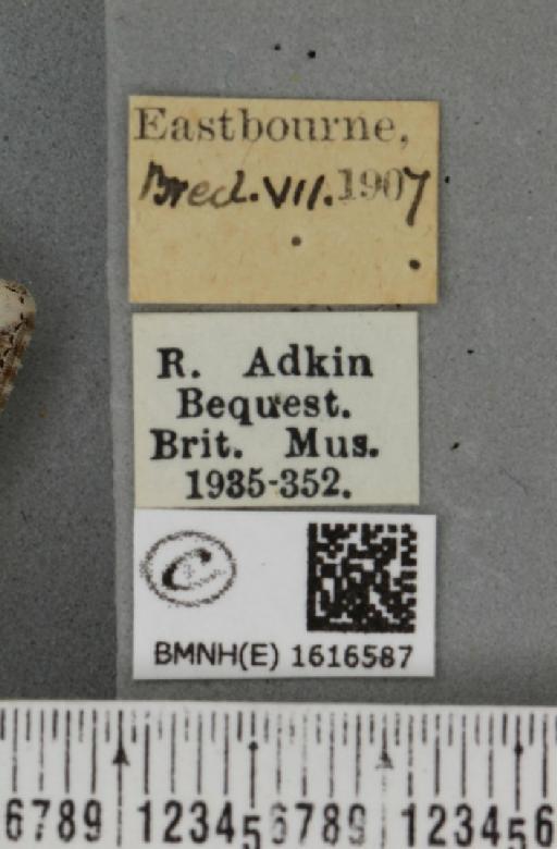 Epirrhoe galiata ab. dissoluta Prout, 1938 - BMNHE_1616587_label_316988