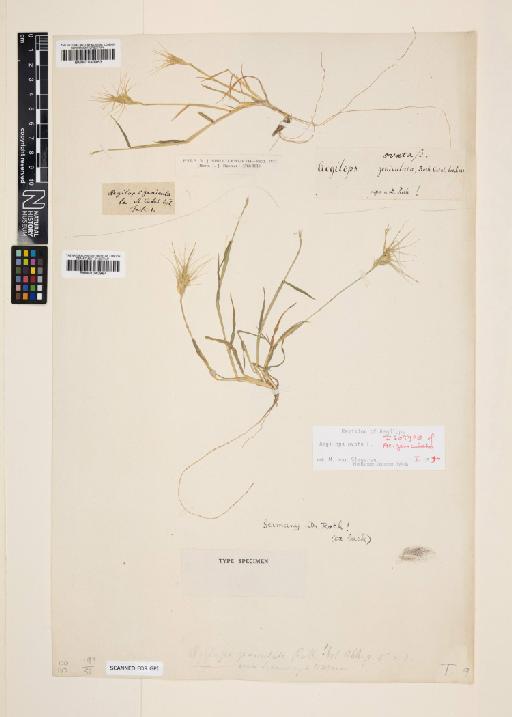 Aegilops ovata L. - 001043964