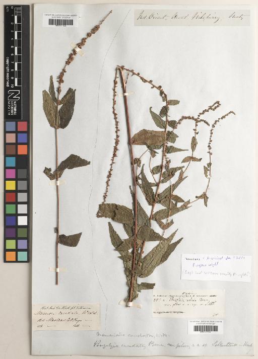Pouzolzia pentandra subsp. wightii (Benn.) Friis & Wilmot-Dear - BM001217626
