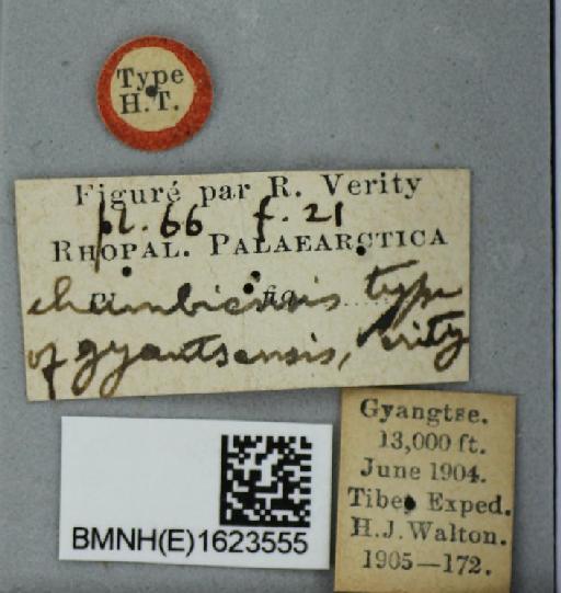 Pieris dubernardi gyantsensis Verity, 1911 - Pieris dubernardi gyantsensis Verity syntype male 1623555 labels