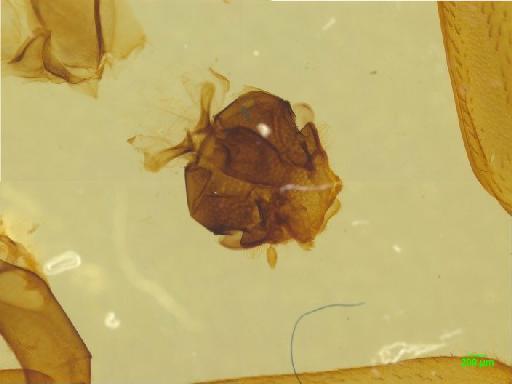 Rutelinae MacLeay, W. S., 1819 - 010189529___8