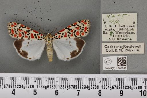 Utetheisa pulchella (Linnaeus, 1758) - BMNHE_1662948_283477