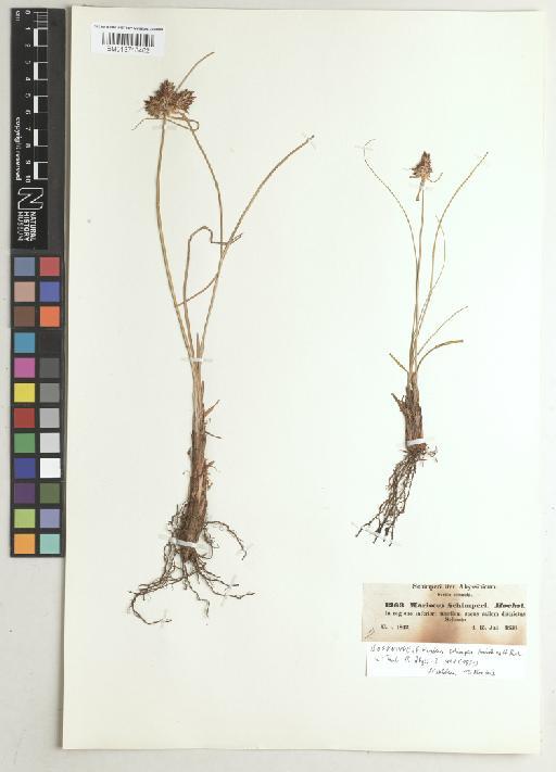 Cyperus cruentus Rottb. - BM013718462