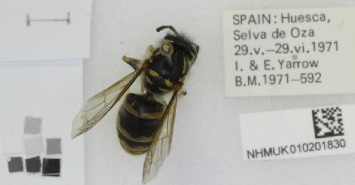 Vespula vulgaris (Linnaeus, 1758) - NHMUK010201830_Vespula_vulgaris_dorsal_2