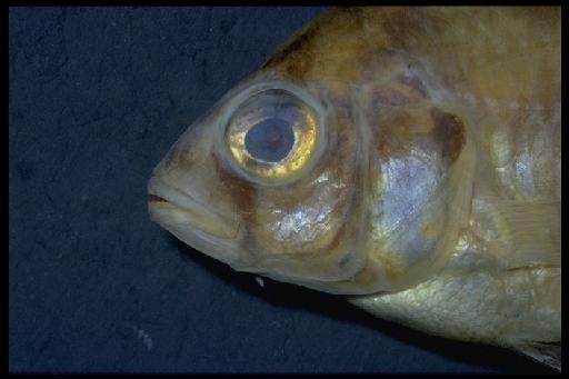 Haplochromis teegelaari Greenwood & Barel, 1978 - Haplochromis teegelaari; 1977.1.10.16