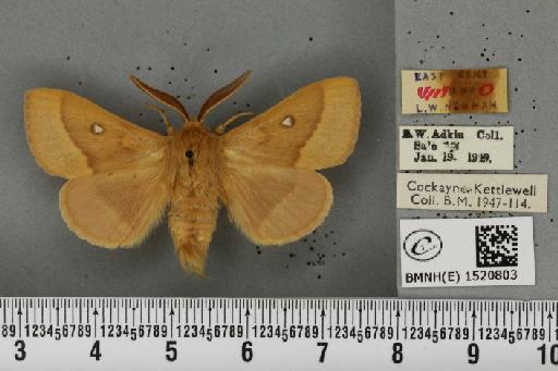 Lasiocampa trifolii flava Chalmers-Hunt, 1962 - BMNHE_1520803_192442