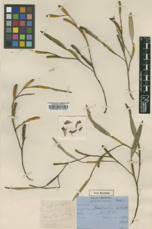 Flickingeria kelsallii (Ridl.) A.D.Hawkes - BM000038273