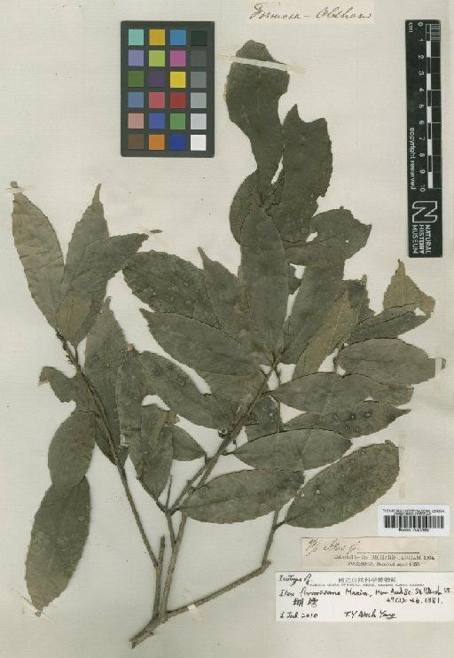 Ilex formosana Maxim. - BM001040389