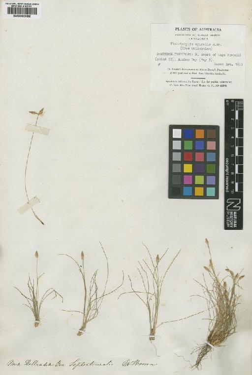 Fimbristylis spiralis R.Br. - BM000829832