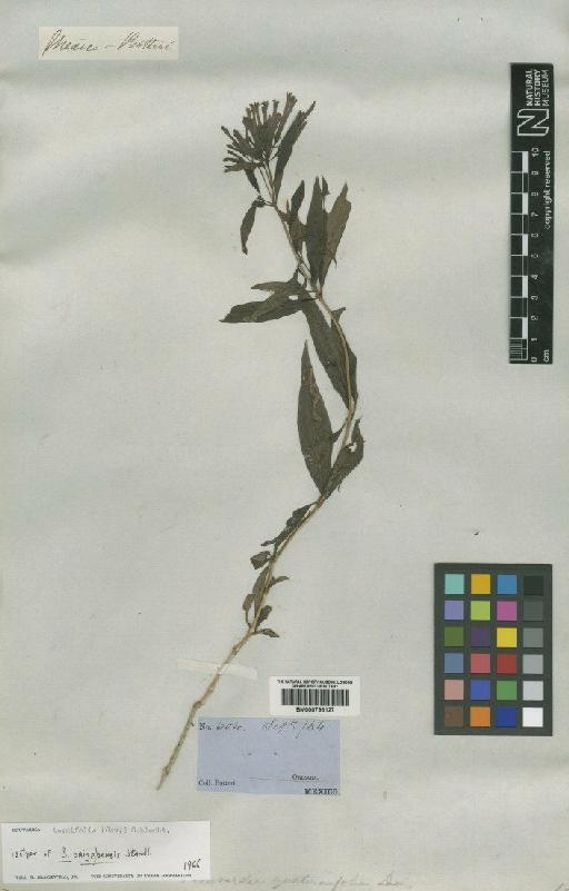 Bouvardia ternifolia (Cav.) Schltdl. - BM000796127