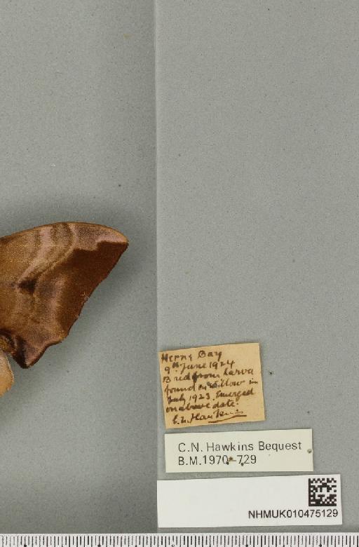 Smerinthus ocellata ocellata (Linnaeus, 1758) - NHMUK_010475129_label_525435
