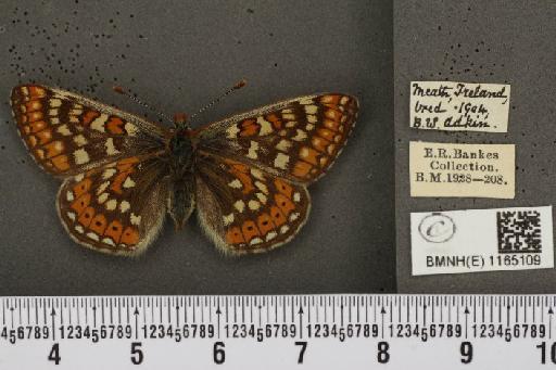 Euphydryas aurinia f. hibernica Birchall, 1873 - BMNHE_1165109_52663