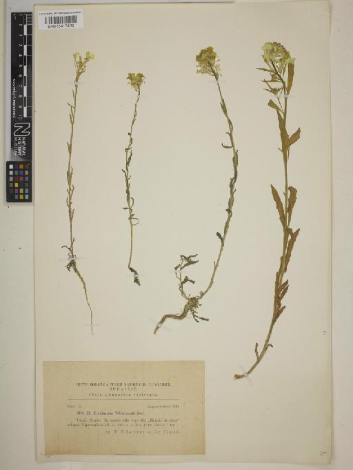 Erysimum wittmannii Zaw. - BM013419499