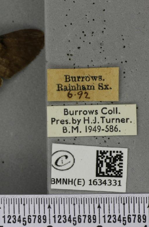 Macroglossum stellatarum (Linnaeus, 1758) - BMNHE_1634331_label_205912