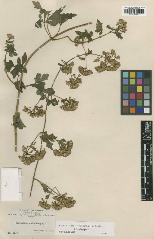 Mikania trifolia (Rusby) B.L.Rob. - BM001009289