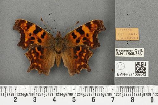 Polygonia c-album ab. nubilata Lempke, 1956 - BMNHE_1062042_22838