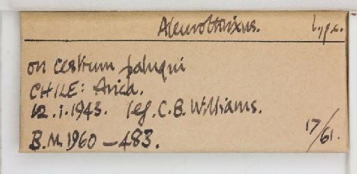 Aleurothrixus Quaintance & Baker, 1914 - 013476870_additional
