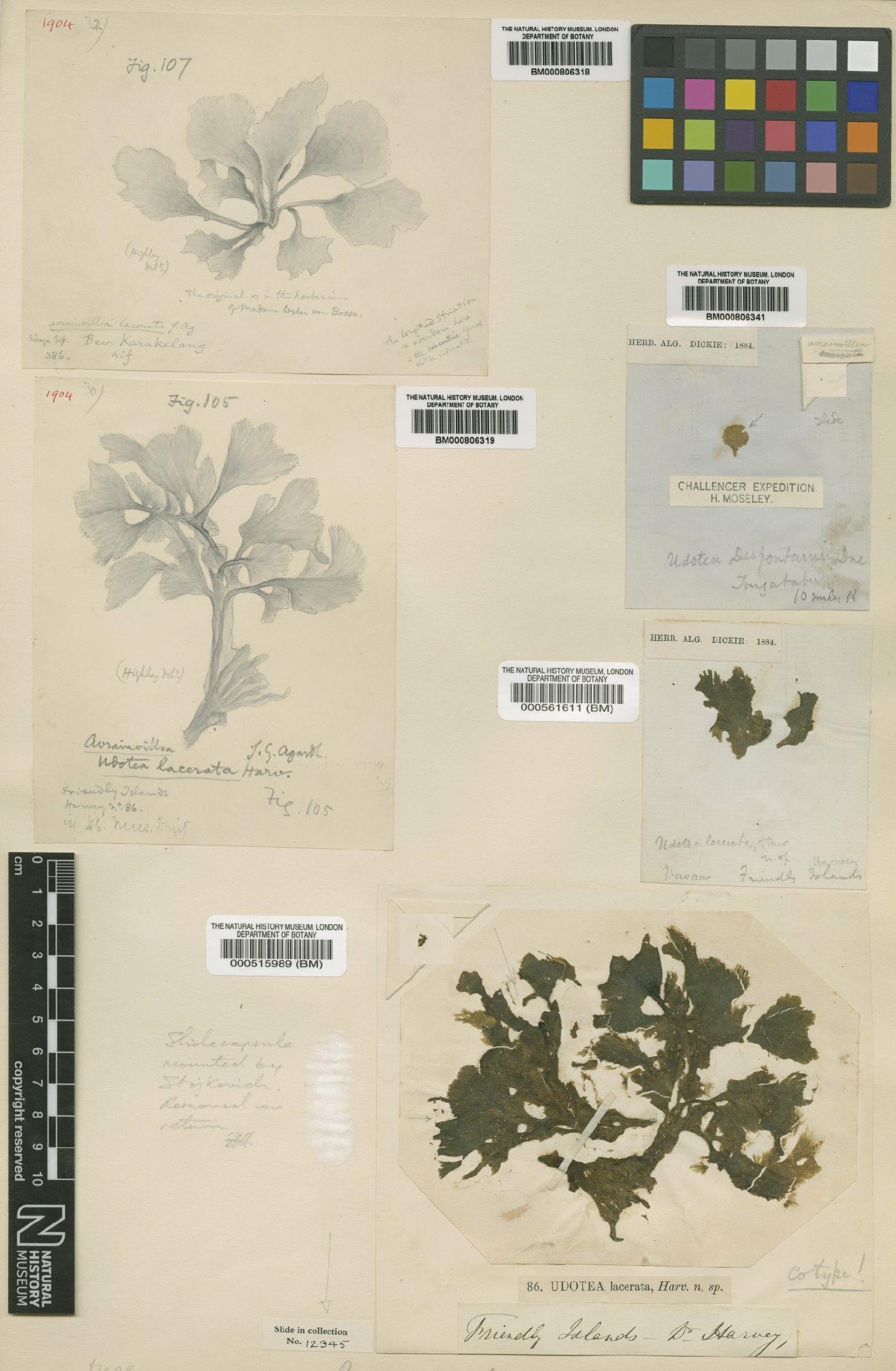 To NHMUK collection (Avrainvillea lacerata Harv. ex J.Agardh; NHMUK:ecatalogue:4514789)