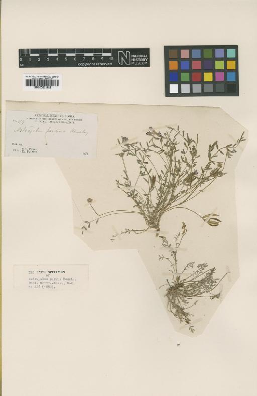 Astragalus parvus Hemsl. - BM000931685