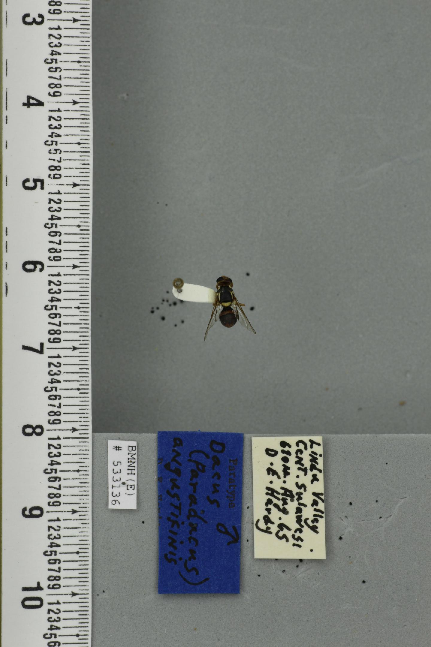 Bactrocera angustifinis