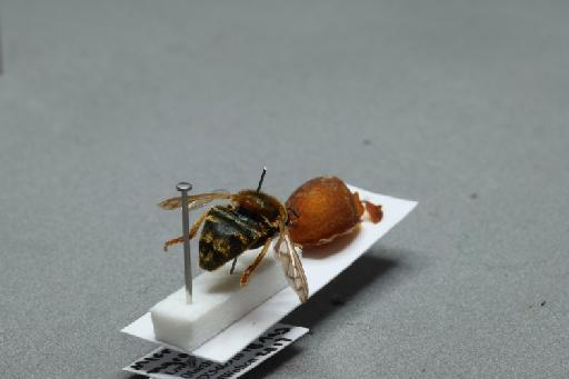 Microdon (Microdon) myrmicae Schonrogge et al., 2002 - 013933391_additional_1