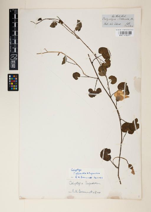 Calystegia soldanella x tuguriorum - 014132971