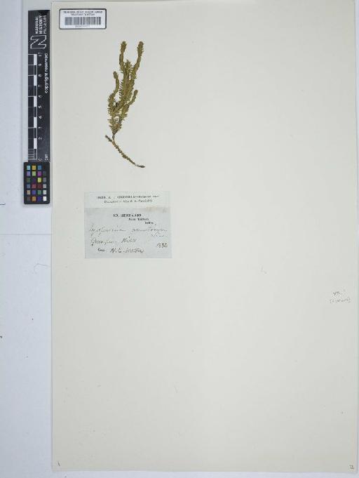 Lycopodium annotinum L. - BM001184277