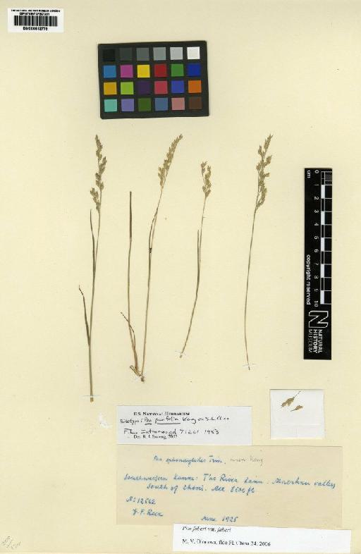 Poa faberi Rendle - BM000812779