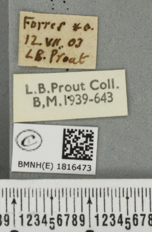 Eupithecia icterata ab. excelsa Dietze, 1910 - BMNHE_1816473_label_393480