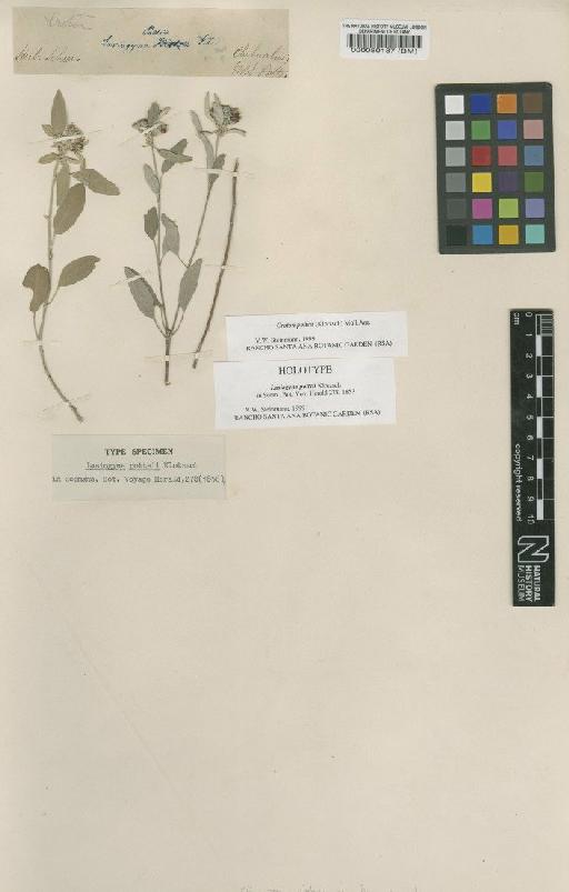 Croton pottsii (Klotzsch) Müll.Arg. - BM000080187