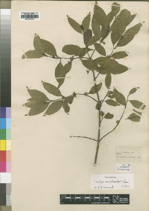 Tricalysia acocantheroides Schum - BM000903143