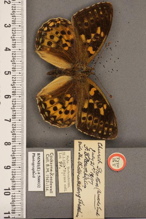 Argynnis aglaja (Linnaeus, 1758) - BMNHE_500032_53689