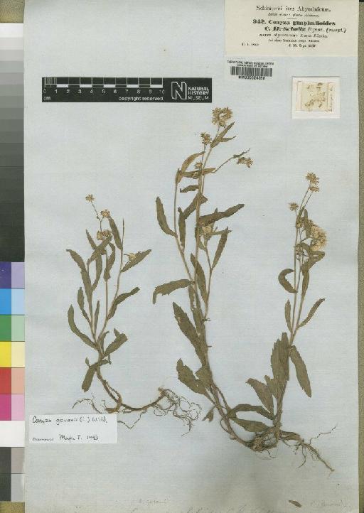 Conyza gouanii (L.) Willd. - BM000624058