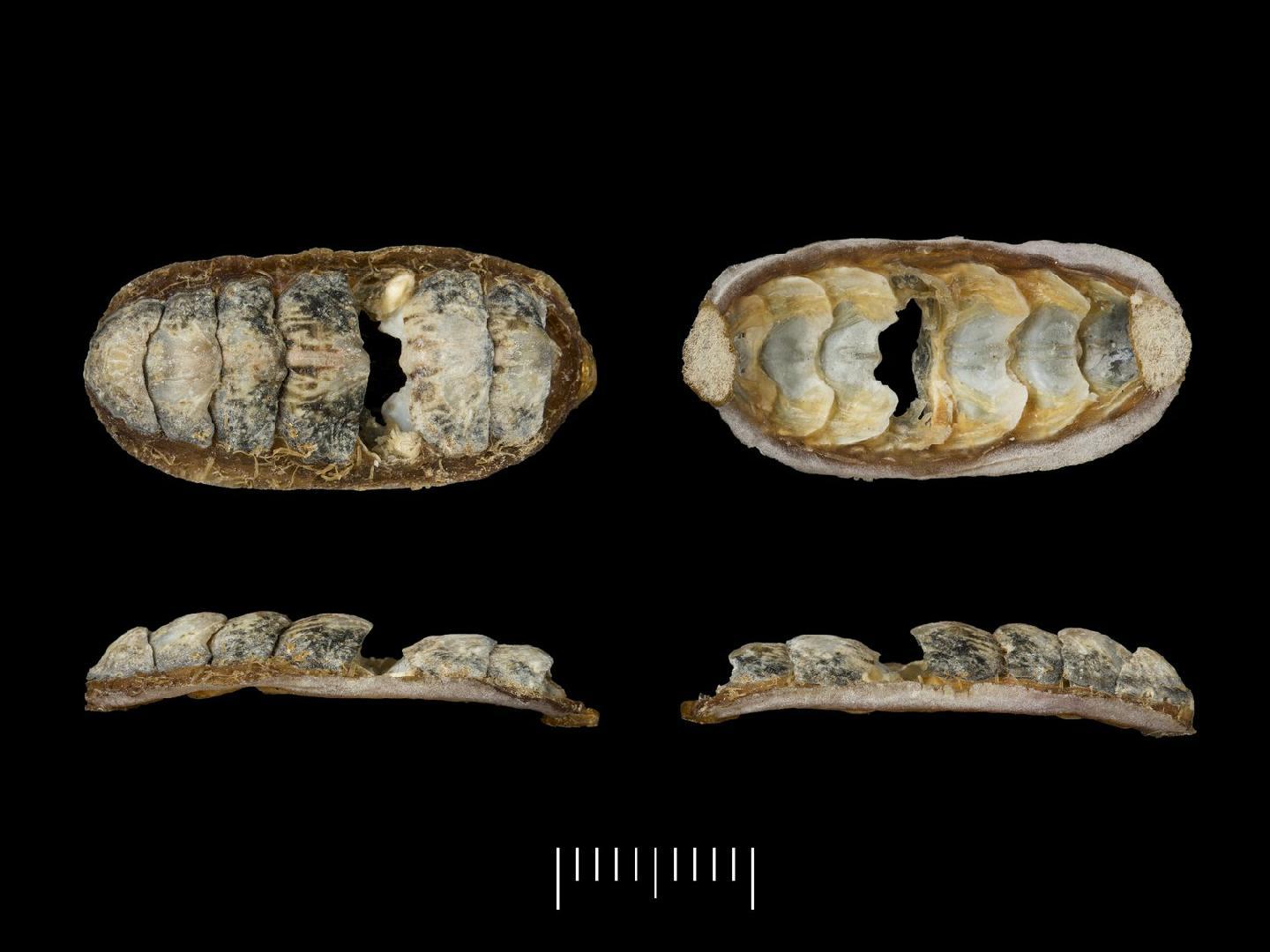 To NHMUK collection (Chiton setosus Sowerby in Broderip & Sowerby, 1832; SYNTYPE(S); NHMUK:ecatalogue:3508357)