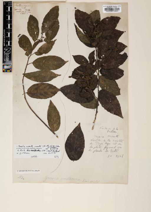 Grewia crenata (J.R.Forst.) Schinz & Guill. - 000559661
