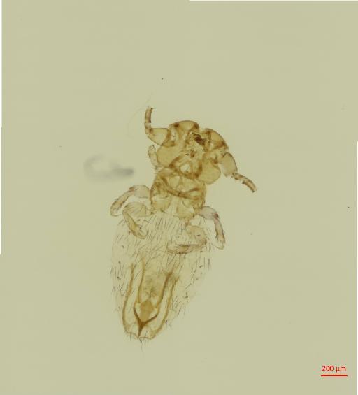 Neotrichodectes wolffhugeli Werneck, 1936 - 010697256__2017_08_16-Scene-1-ScanRegion0