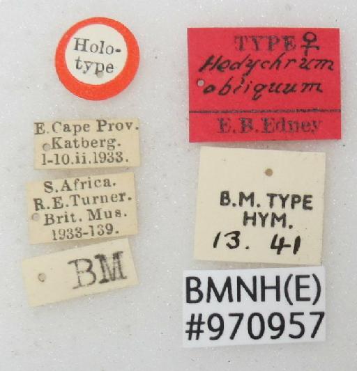 Hedychrum obliquum Edney, 1940 - Hedychrum_obliquum-BMNH(E)#970957_type-labels