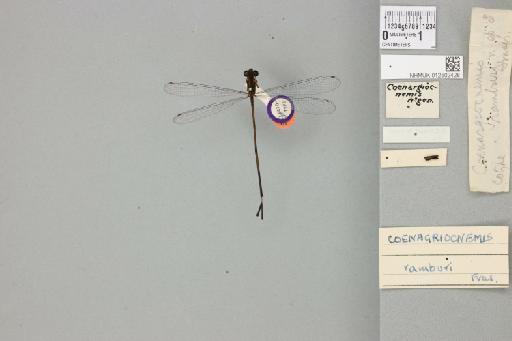 Coenagriocnemis ramburi Fraser, 1950 - 012502428_dorsal_2