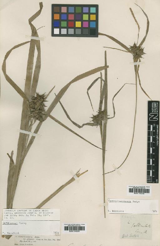 Carex grayi J.Carey - BM001042061
