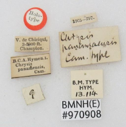 Chrysis panamensis Cameron, P., 1888 - Chrysis_panamensis-BMNH(E)#970908_type-labels