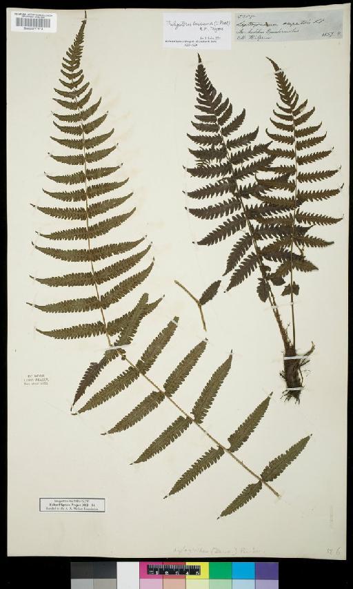 Leptogramma rupestris Klotzsch - Spruce - BM000777014a