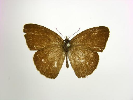 Hermeuptychia maimoune (Butler, 1870) - BMNH(E)_1267041_Hermeuptychia_(Euptychia)_maimoune_Butler_HT_male_ (2)