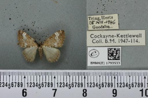 Perizoma alchemillata (Linnaeus, 1758) - BMNHE_1793533_370611