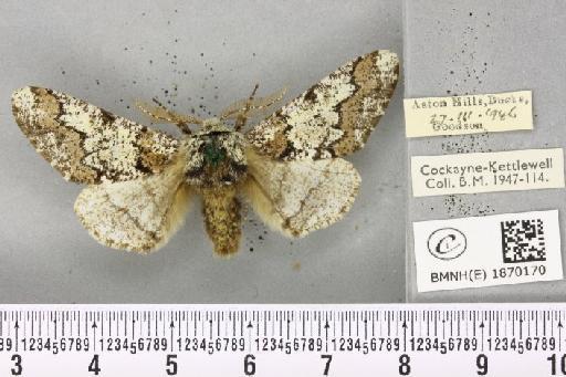 Biston strataria (Hufnagel, 1767) - BMNHE_1870170_460564