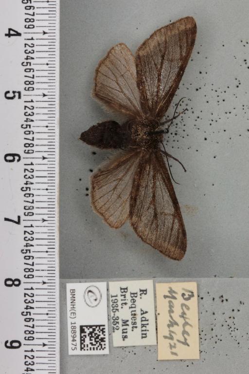 Lycia hirtaria ab. nigra Cockayne, 1948 - BMNHE_1889475_457730