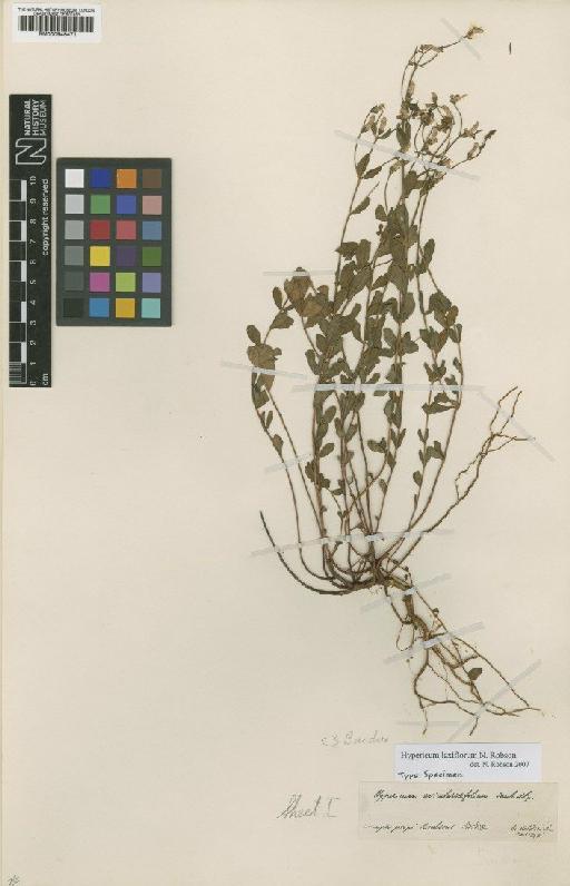 Hypericum laxiflorum N.Robson - BM000946471