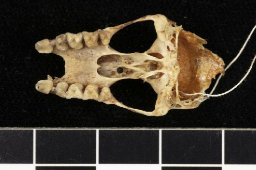 Rhinolophus perniger Hodgson, 1843 - 1879_11_21_55-Rhinolophus_perniger-Holotype-Skull-occlusal