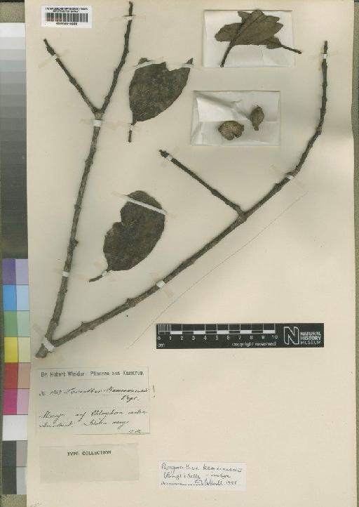 Phragmanthera kamerunensis (Engl.) Balle - BM000910958