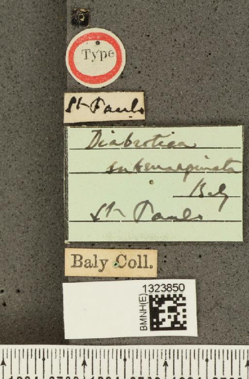 Diabrotica submarginata Baly, 1890 - BMNHE_1323850_label_20438