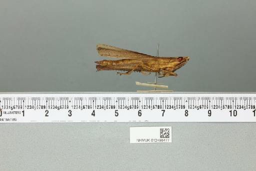 Pyrgophlaeoba nemoralis Miller, N.C.E., 1929 - 012498477_reverse